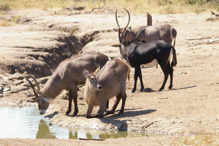 Majete Park - Antilopen an der Wasserstelle