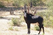 Majete Park Roan Antilope